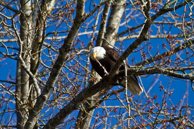 Bald Eagle Eating Fish